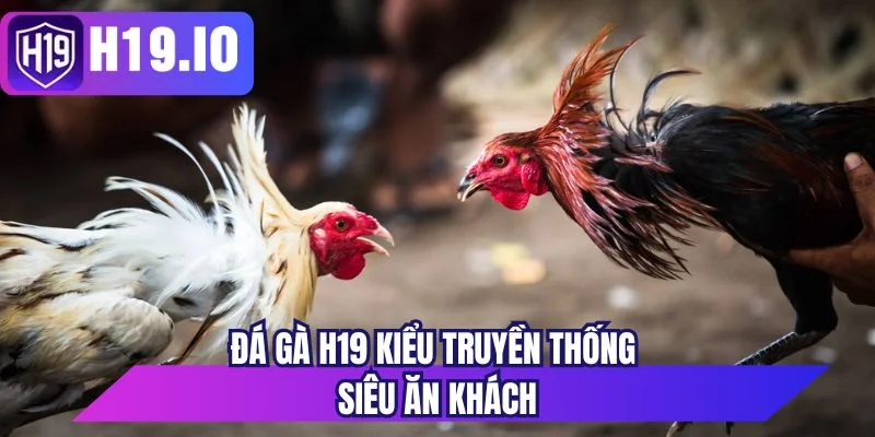 Đá gà H19 kiểu truyền thống siêu ăn khách